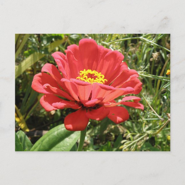 Carte postale Red Zinnia (Devant)