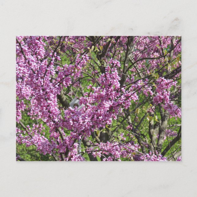 Carte Postale Redbud en pleine floraison (Devant)