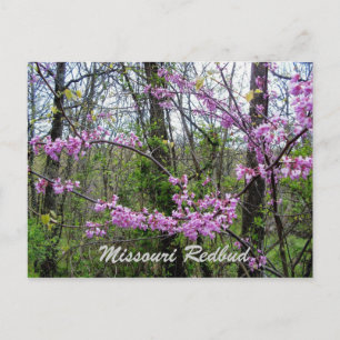 Carte postale Redbud Missouri