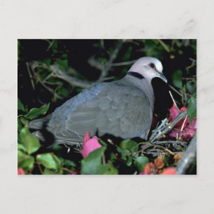 Carte Postale Redeye'd Dove