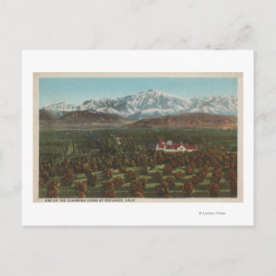 Carte Postale Redlands, CA - Scène Mountain & Orchard