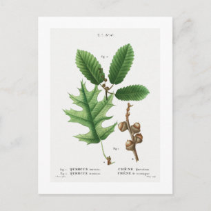 CARTE POSTALE REDOUTÉ BOTANIQUE "BLACK OAK"