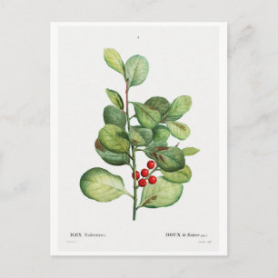 CARTE POSTALE REDOUTÉ BOTANIQUE "ILEX MEDERIENSIS"