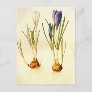 Carte postale Redoute Crocus vintage