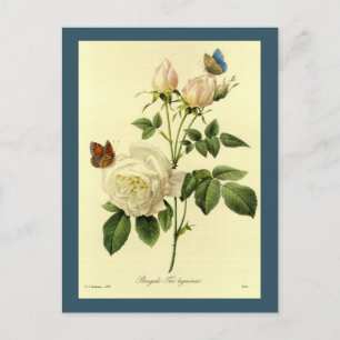 Carte Postale Redoute Illustration Hymanee, Rose du Bengale
