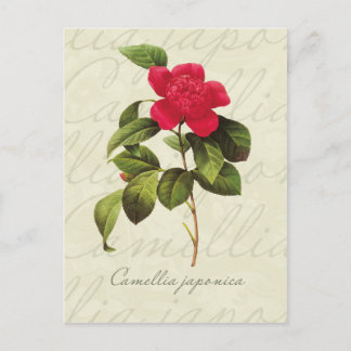 Carte postale Redoute Red Camellia Botanique