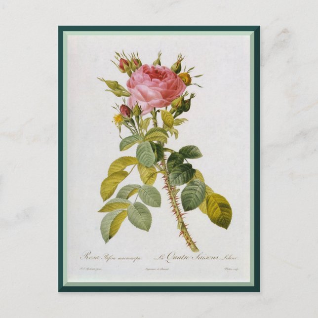 Carte Postale Redoute Rose Single Stem (Devant)