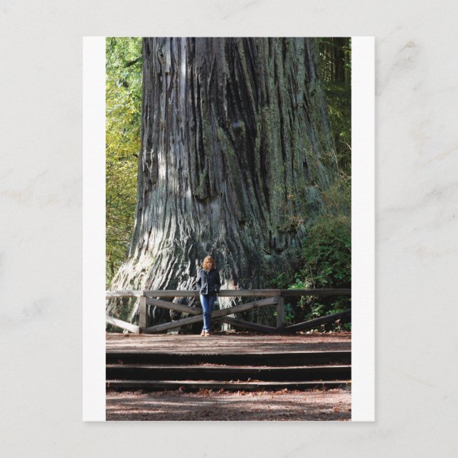 Carte Postale Redwood Forest (Devant)
