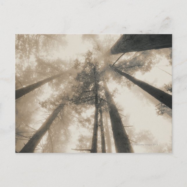 Carte Postale Redwood Forest, Californie du Nord (Devant)