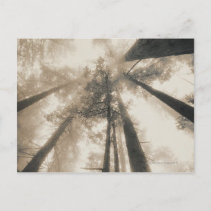 Carte Postale Redwood Forest, Californie du Nord
