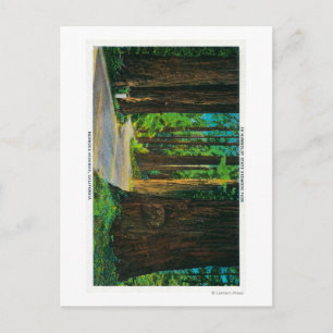 Carte Postale Redwood Highway dans Humboldt State Redwood Park