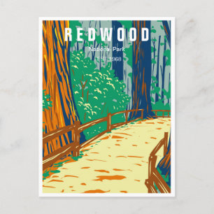 Carte Postale Redwood National Park Californie Forêt Vintage