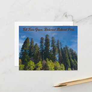 Carte Postale Redwood National Park Grove Tall Trees
