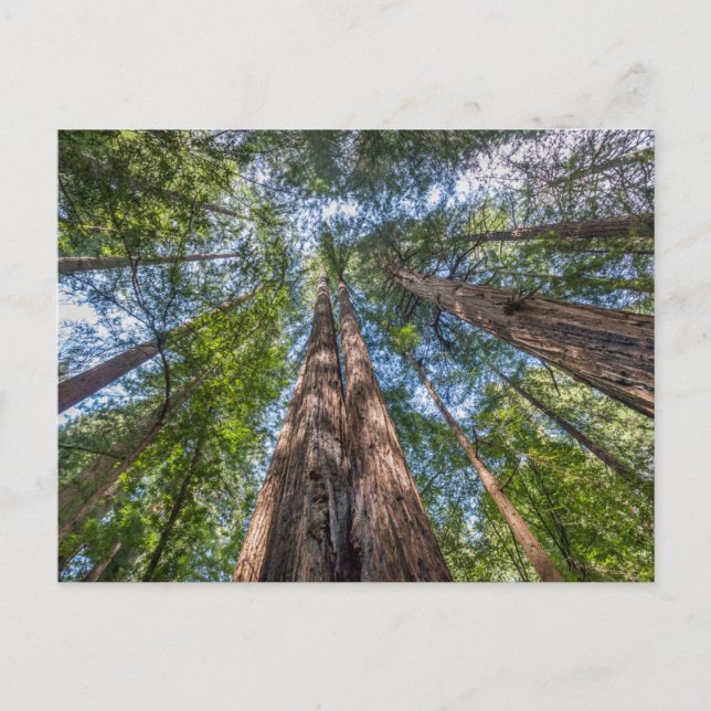 Carte Postale Redwood Trees | Marin County, California (Devant)