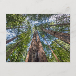 Carte Postale Redwood Trees   Marin County, California