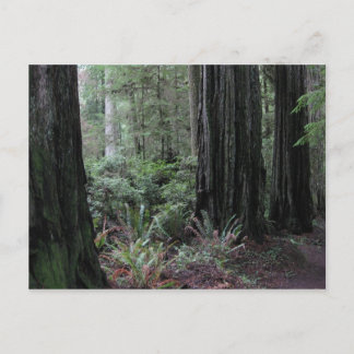 Carte Postale Redwoods