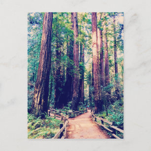 Carte Postale Redwoods de Californie