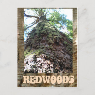 Carte Postale Redwoods Giant