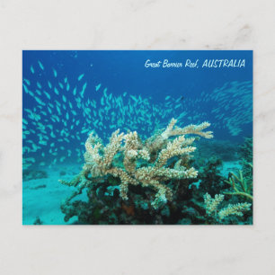 Carte postale Reef