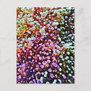 Carte Postale Reef vivant