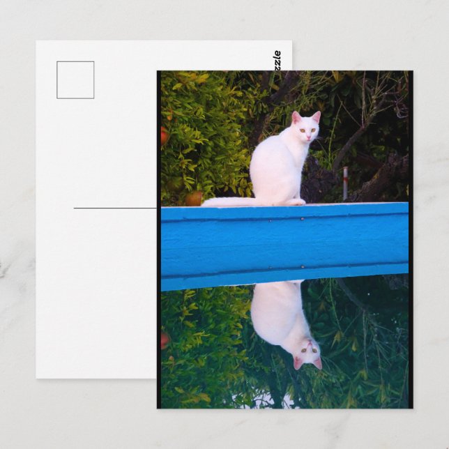 Carte Postale Reflet d'un portrait de chat blanc (Devant / Derrière)