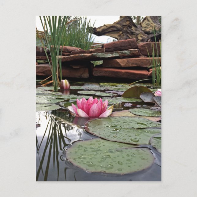 Carte Postale Reflets de nénuphars roses Photographie (Devant)