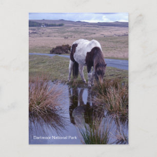 Carte Postale Reflets d'un poney Parc national de Dartmoor Devon