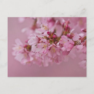 Carte Postale Reflets Rose Pâle des Fleurs de Cerisier Sakura