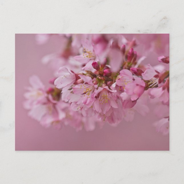 Carte Postale Reflets Rose Pâle des Fleurs de Cerisier Sakura (Devant)