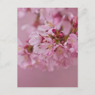 Carte Postale Reflets Rose Pâle des Fleurs de Cerisier Sakura