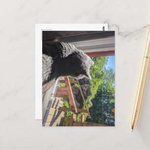 Carte Postale Réflexion britannique Shorthair dans la fenêtre Ph