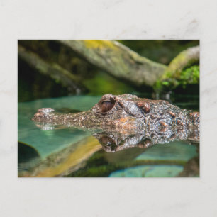 Carte Postale Réflexion crocodile