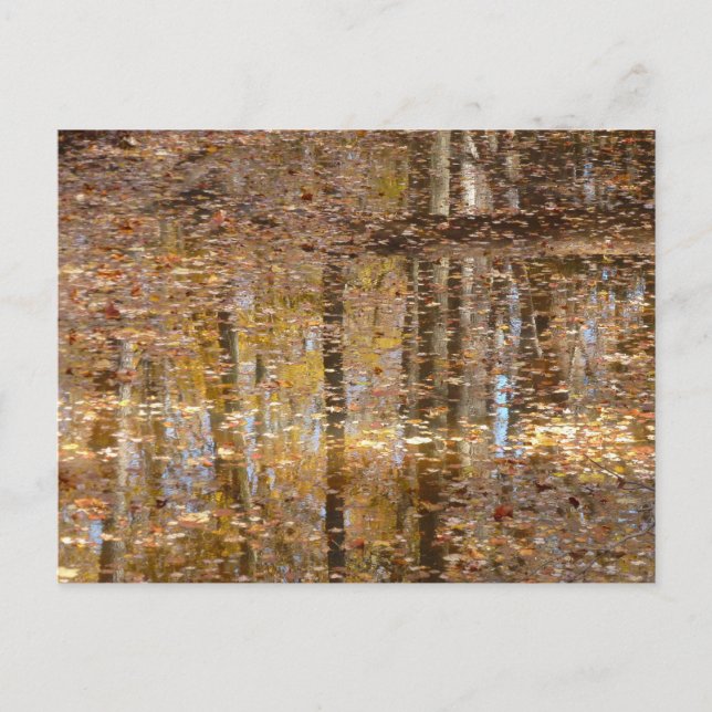 Carte Postale Réflexion dans le ruisseau Still au parc Greenbelt (Devant)