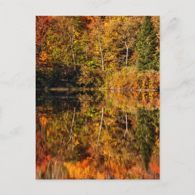 Carte Postale Réflexion d'automne sur Coffin Pond (Devant)