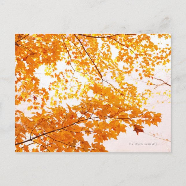 Carte Postale Réflexion des feuilles automnales (Devant)