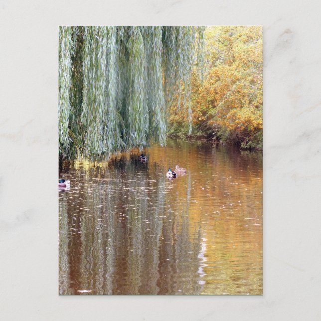 Carte Postale Réflexion des saules (Devant)