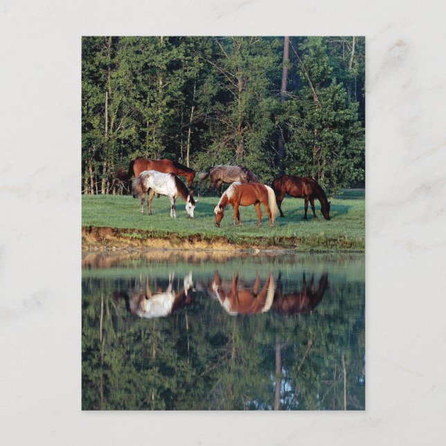 Carte Postale Réflexion du cheval (Devant)