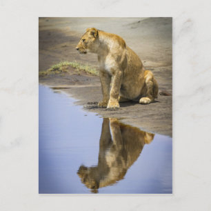 Carte Postale Réflexion d'une lionne