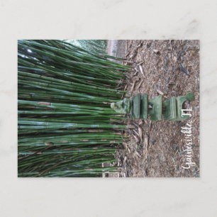 Carte Postale Réflexion silencieuse