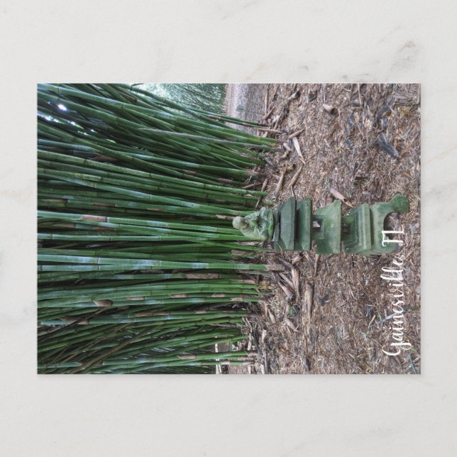 Carte Postale Réflexion silencieuse (Devant)