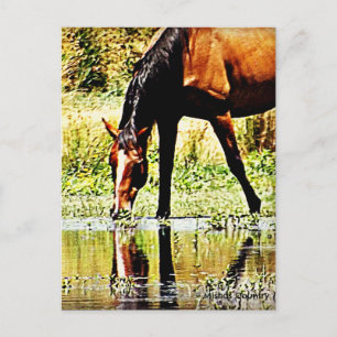 Carte Postale "Réflexions" du Cheval de Baie