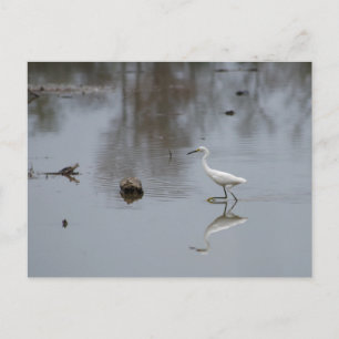 Carte Postale Réflexions d'une aigrette neigeuse en mouvement