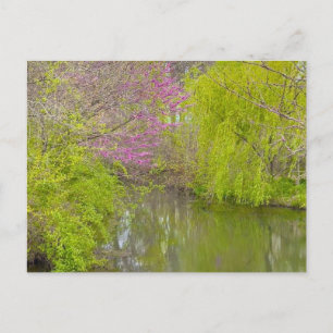 Carte Postale Réflexions sur la nature