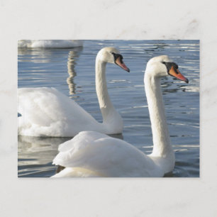Carte postale Réflexions sur le cygne