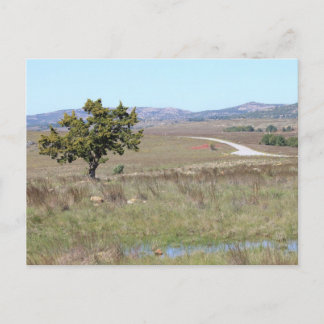 Carte Postale Refuge faunique de Witchita en Oklahoma