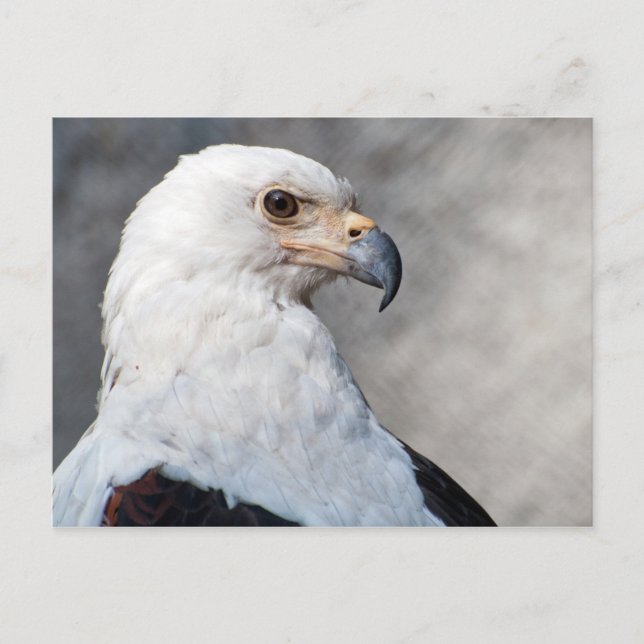 Carte Postale Regal American Bald Eagle Portrait (Devant)