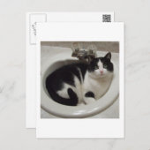 Carte Postale régal Amoureux des chats (Devant / Derrière)