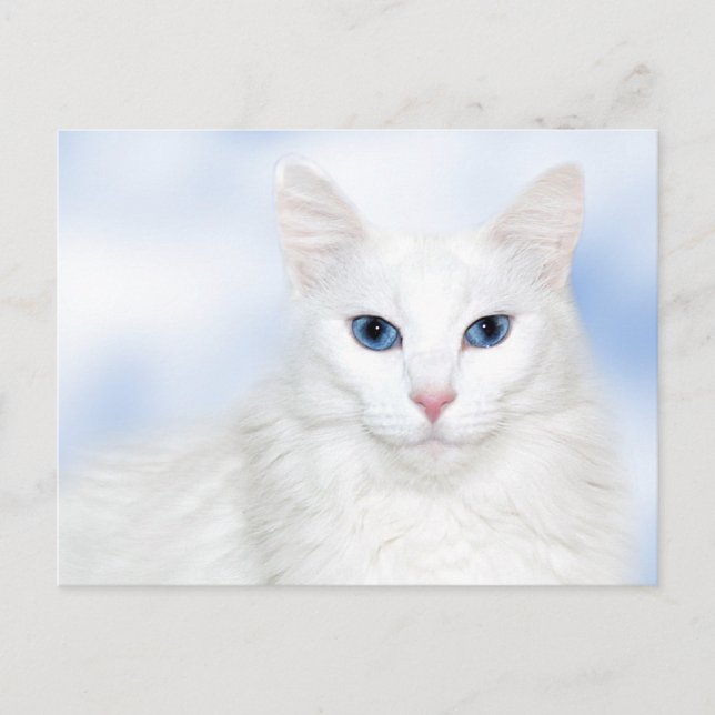 Carte Postale Regal blanc chat (Devant)