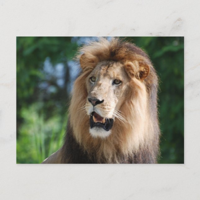 Carte postale Regal Lion (Devant)