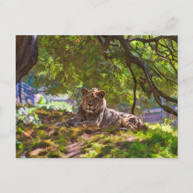 CARTE POSTALE REGAL LION (Devant)